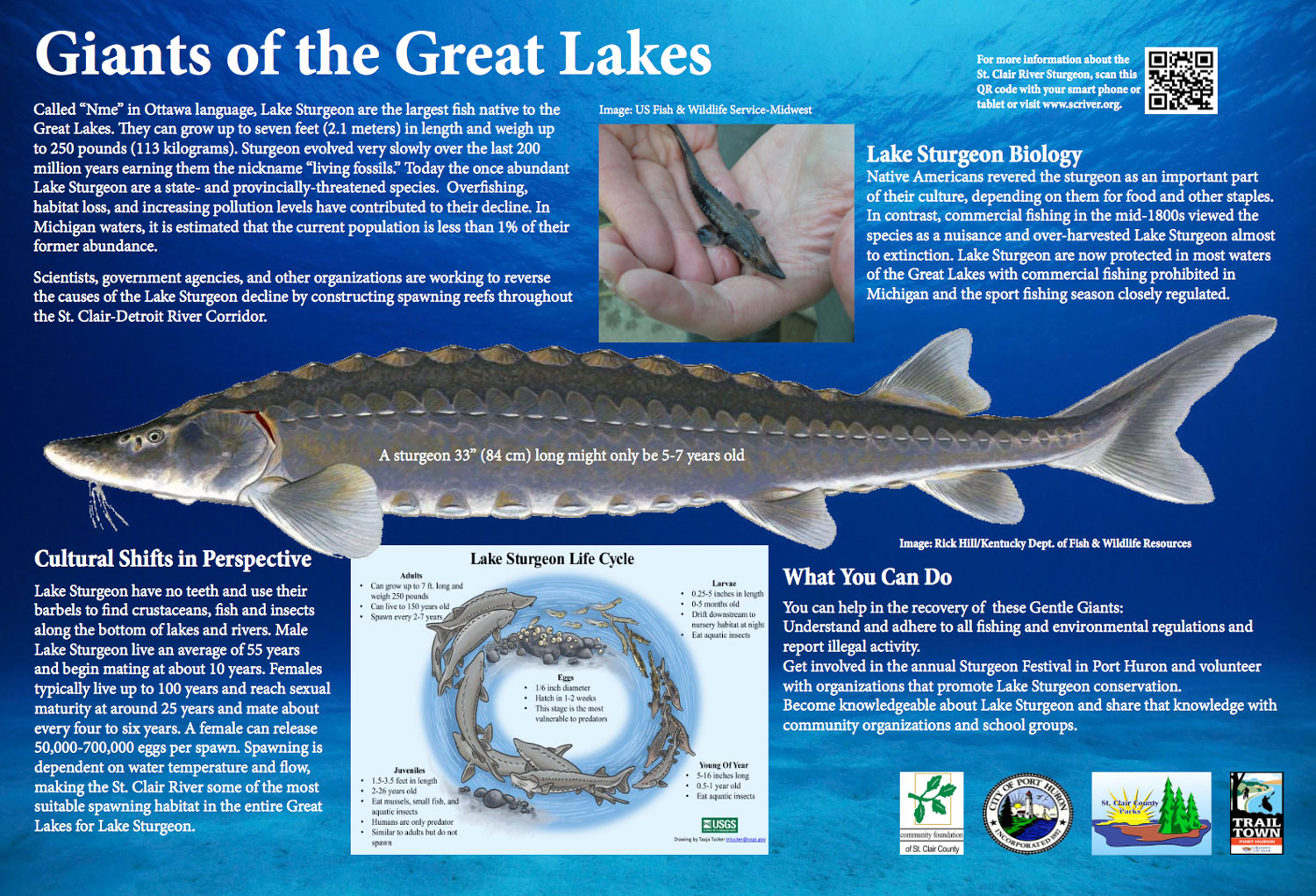 Sturgeon Weight Chart