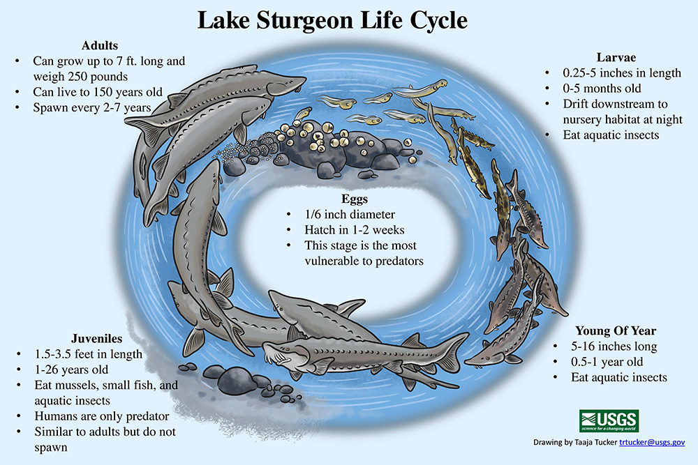 Lake Sturgeon Weight Chart