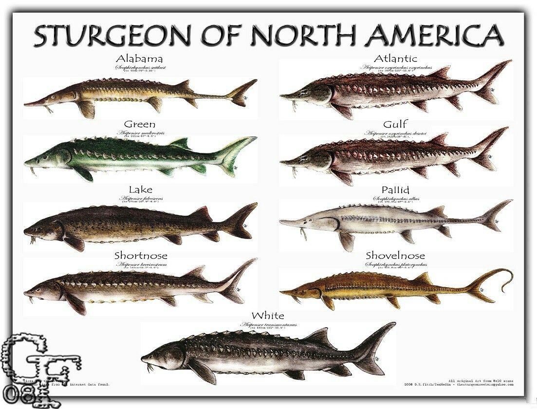 Lake Sturgeon Weight Chart