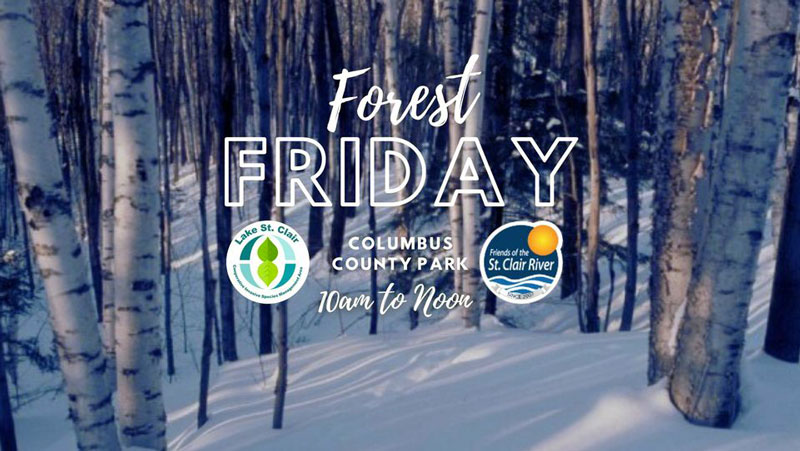 Forest-Friday