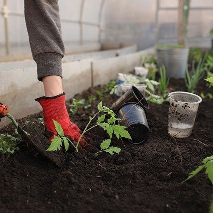 greenhouse