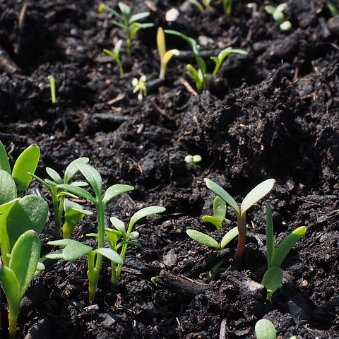 seedlings