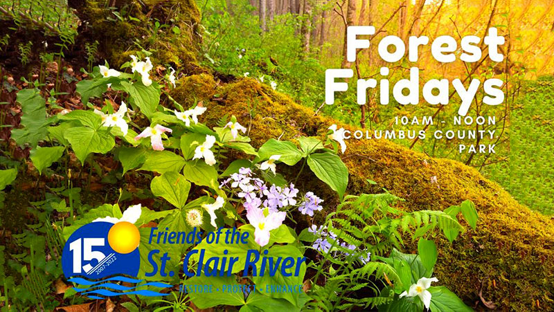 Spring-Forest-Friday