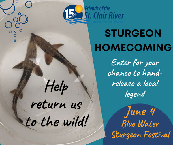 Sturgeon-Homecoming