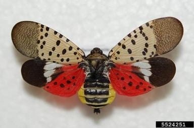 Spotted_lanternfly