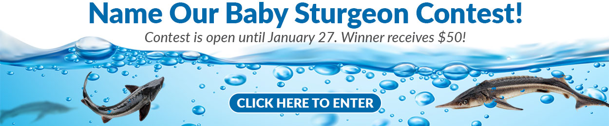 Name-Baby-Sturgeon-Contest